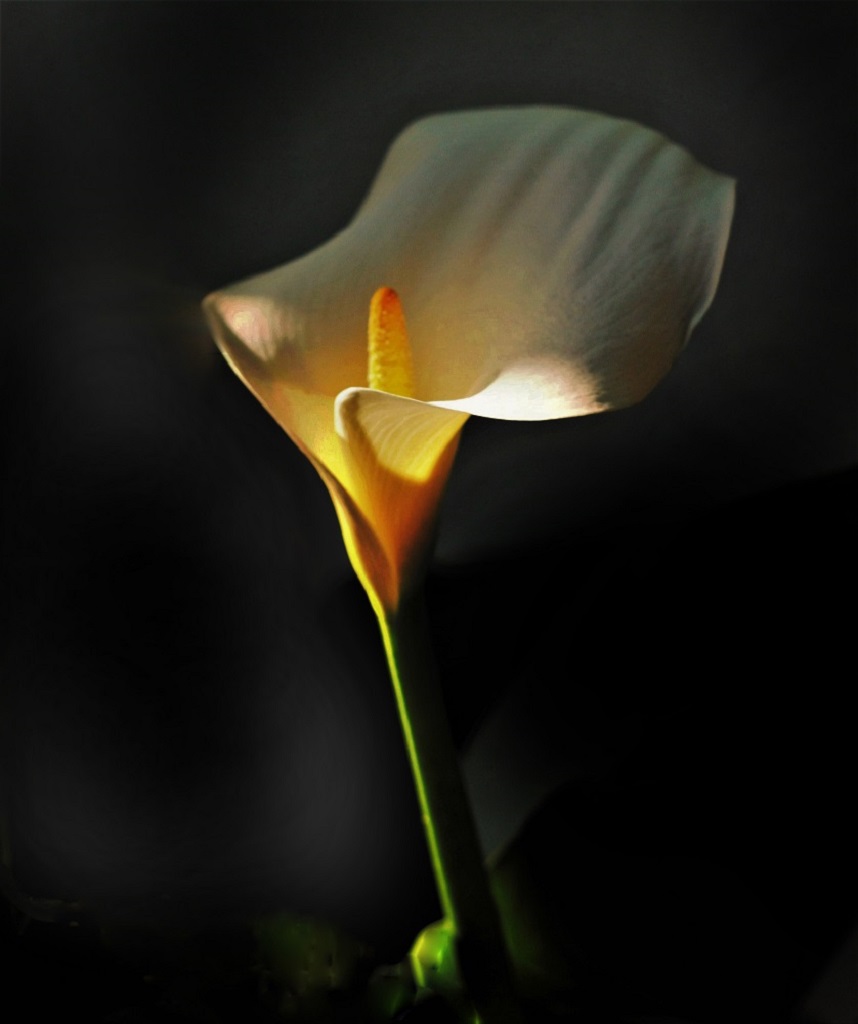 Calla Lily by Nat Abrahms