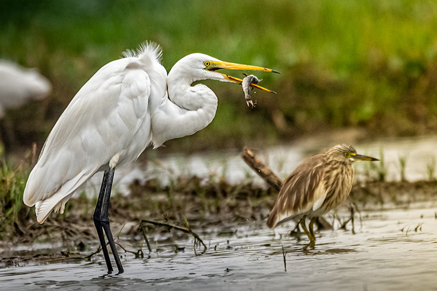 Egret with Fish Catch by Abhijeet Banerjee, PPSA