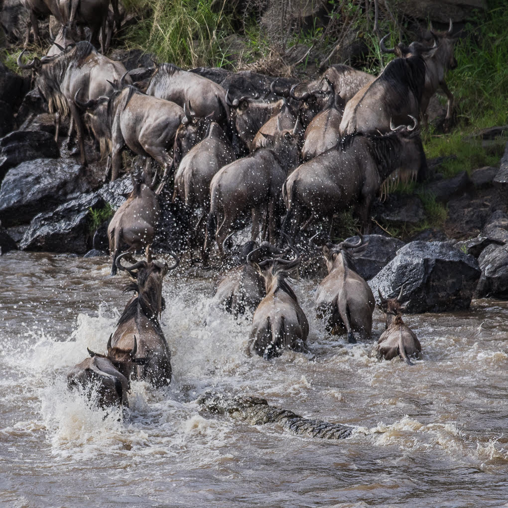 Crocodile chasing migrating wildebeest by Adrian Binney, PPSA, LRPS