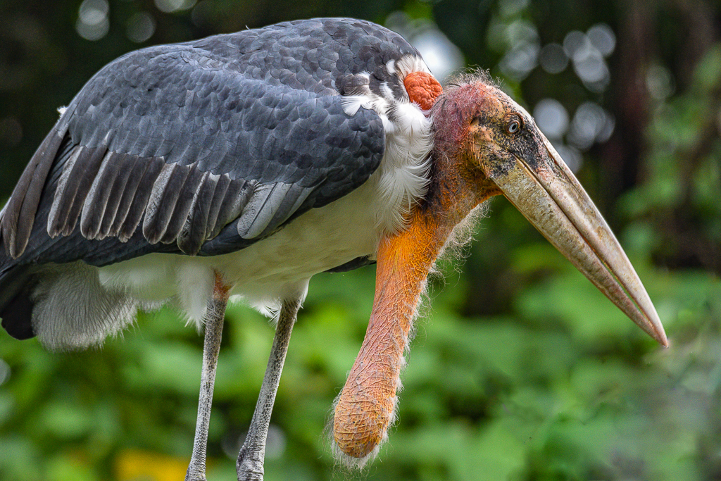 Greater Adjutant Stork by Abhijeet Banerjee, PPSA