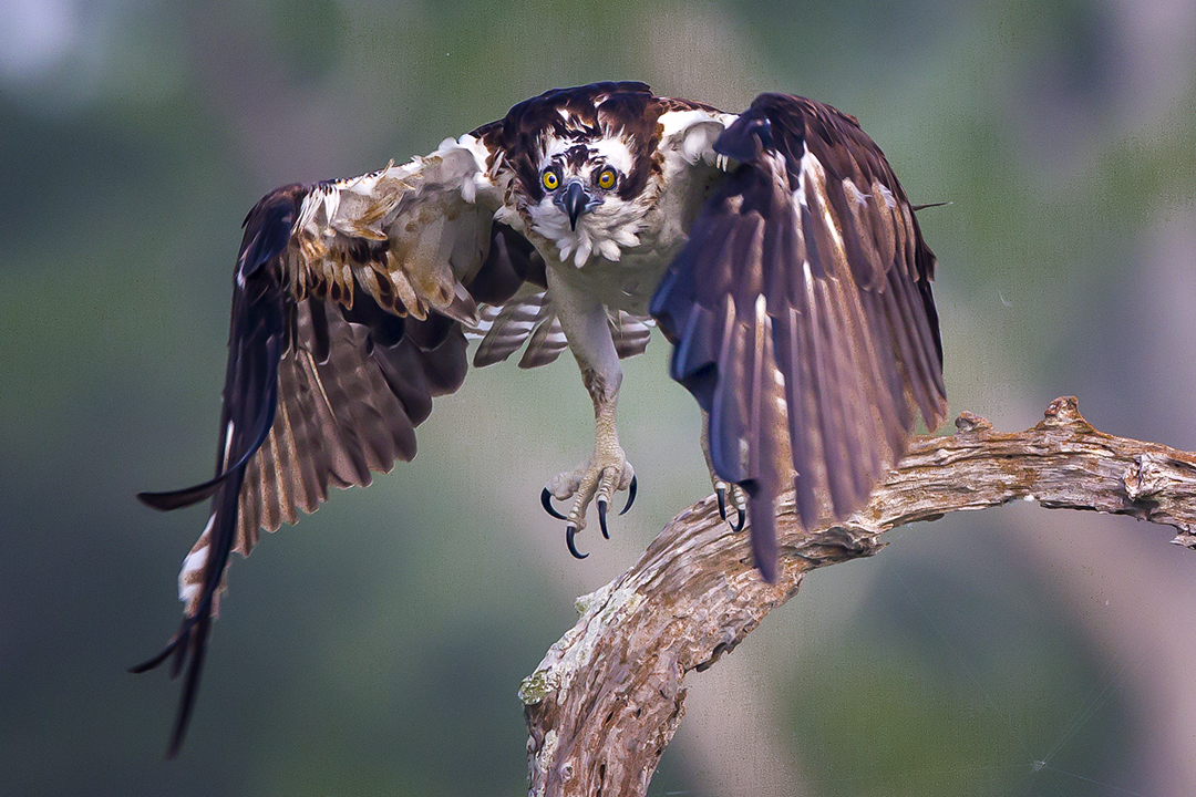 Osprey Take Off by Bruce Benson