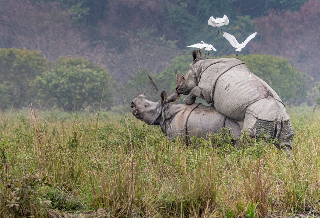Rhino Story by Abhijeet Banerjee, PPSA