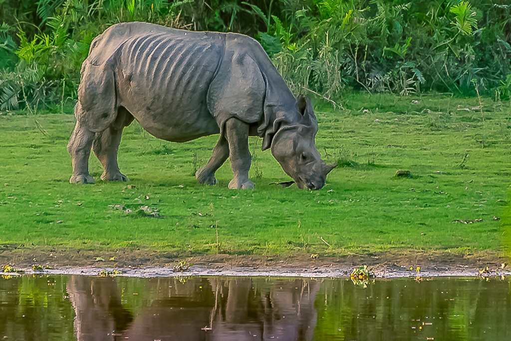 One Horned Rhino by Abhijeet Banerjee, PPSA