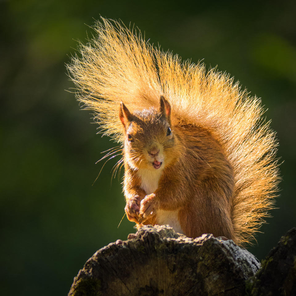 Red Squirrel enjoying last rays of sun by Adrian Binney, PPSA, LRPS