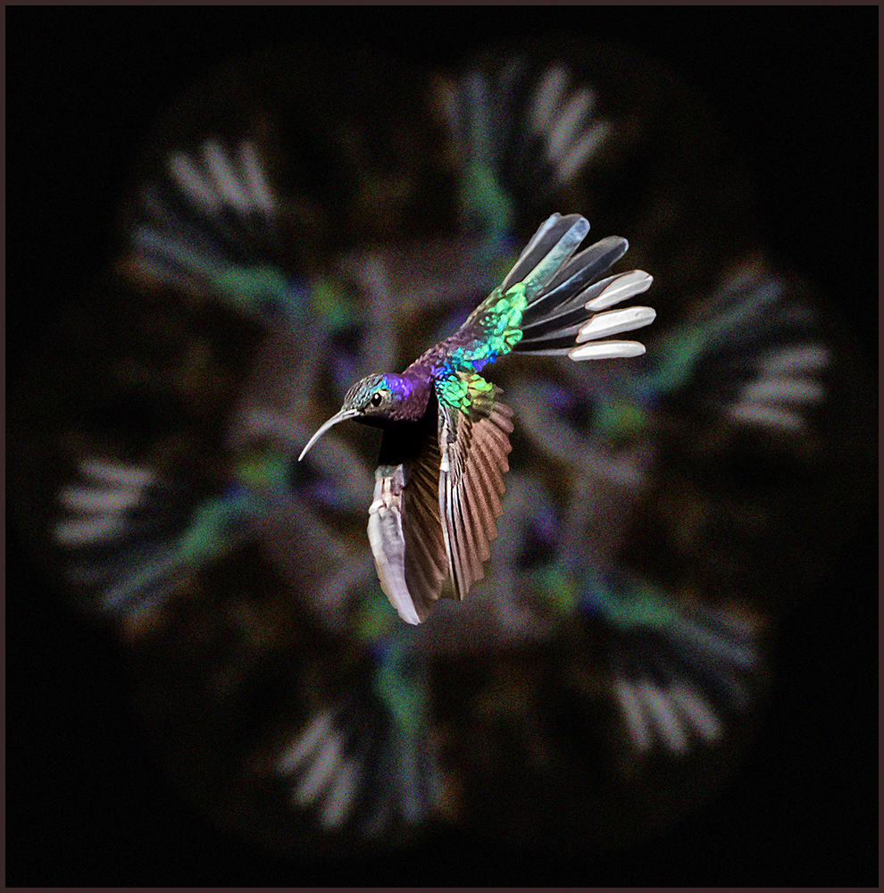 Hummingbird Mandala by Mary Frost