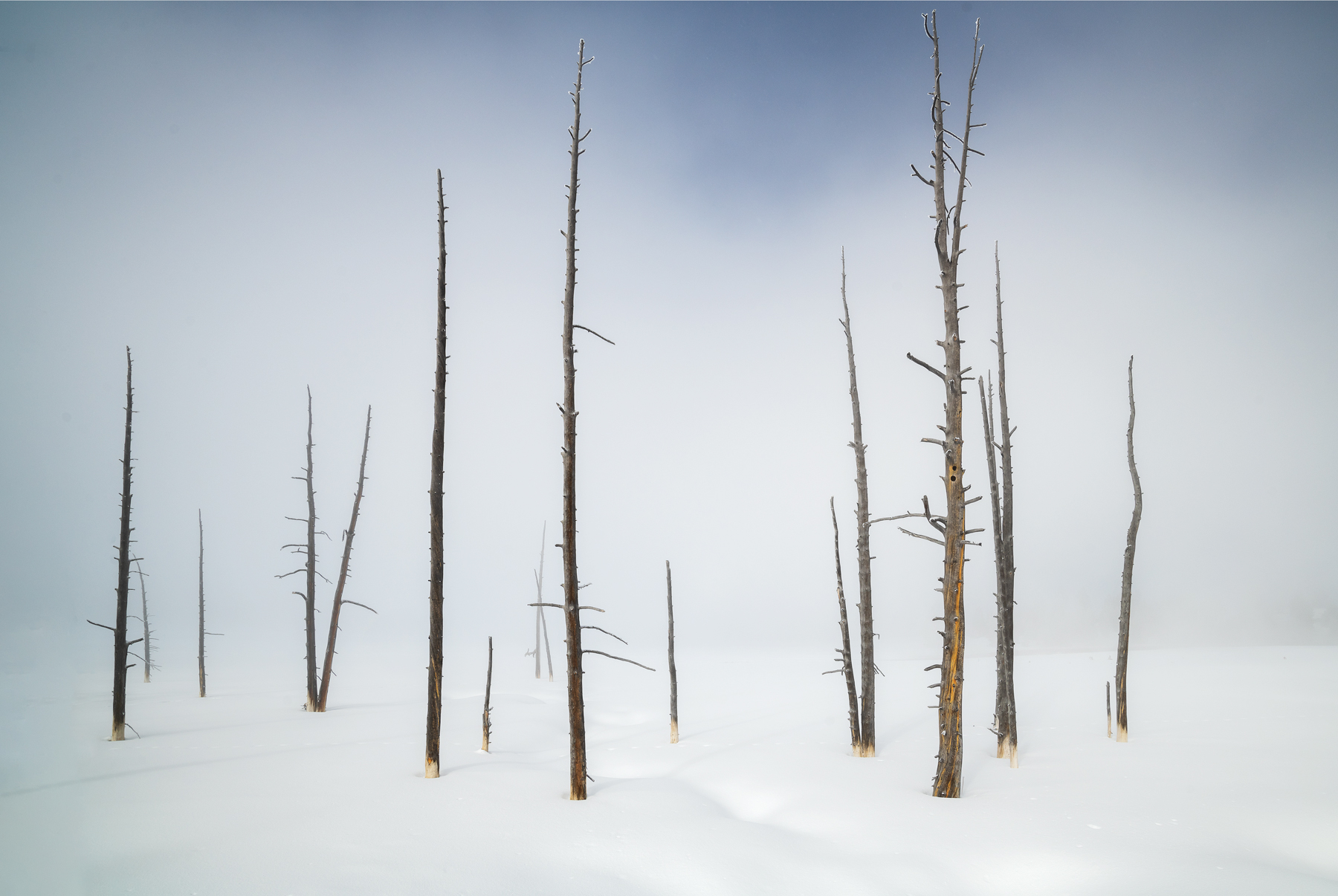 Burned Trees in Yellowstone by Peter Cheung