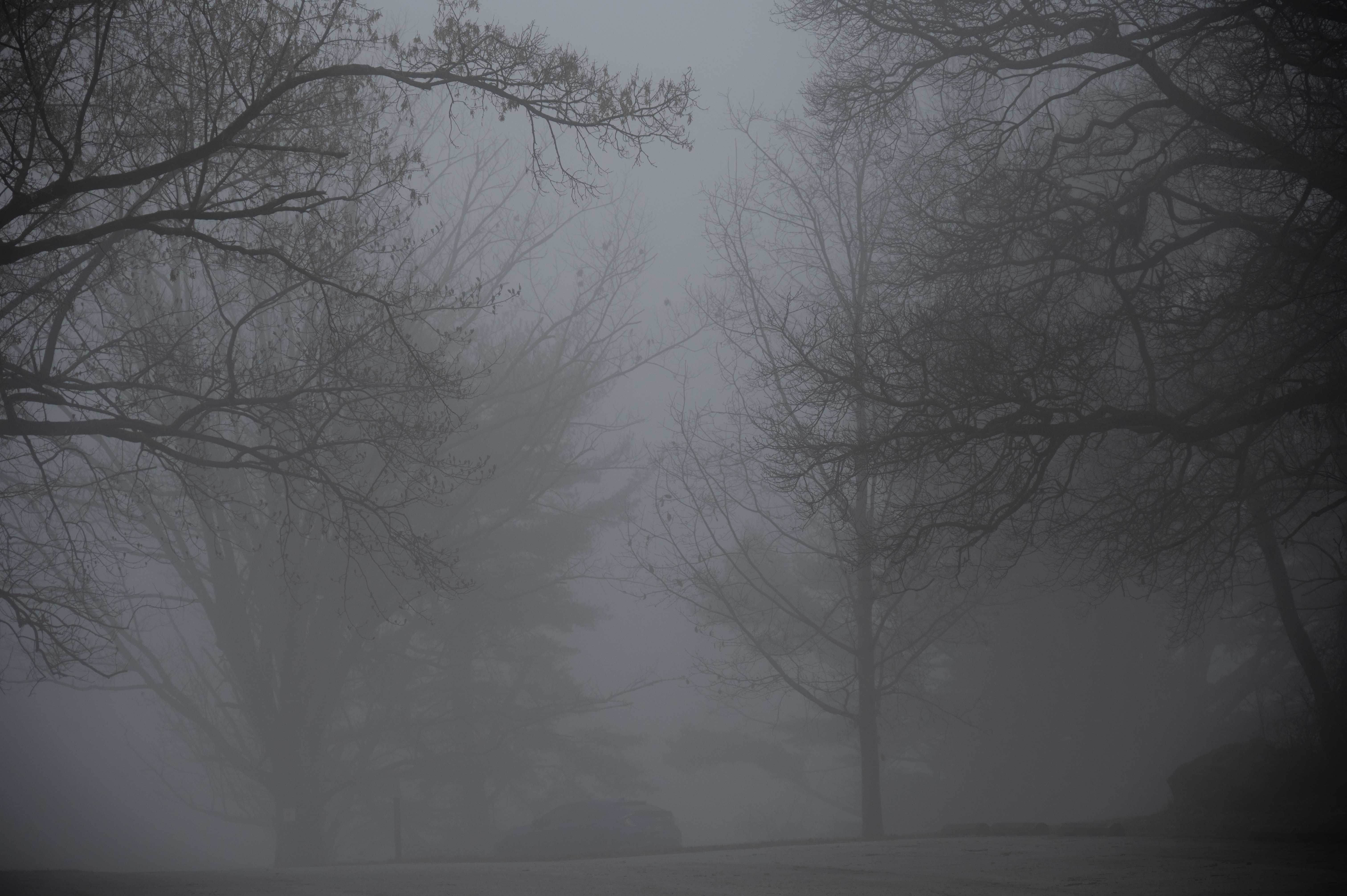 Foggy Morning by Barbara McDonald