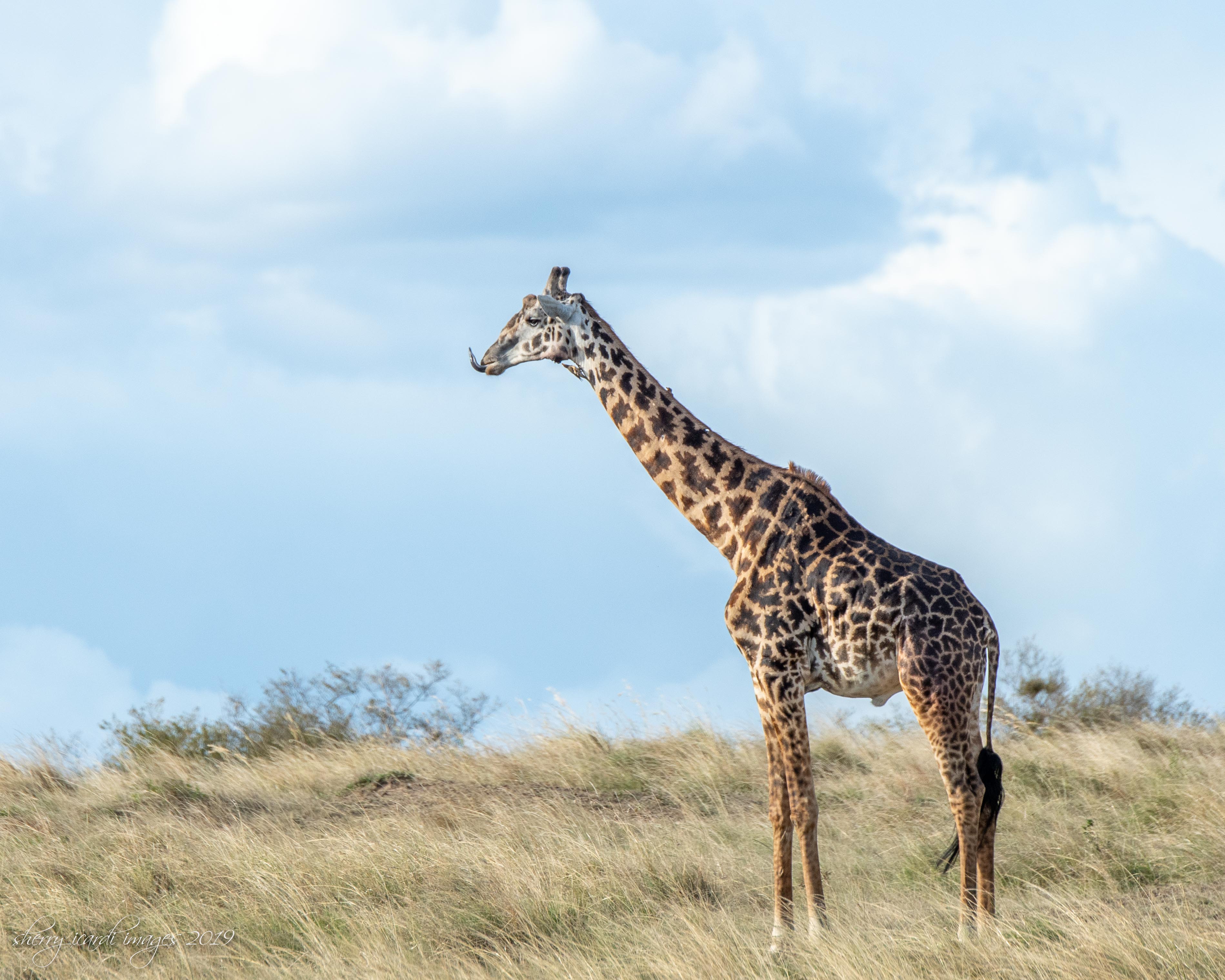 Giraffe on the Masai Mara  by Sherry Icardi