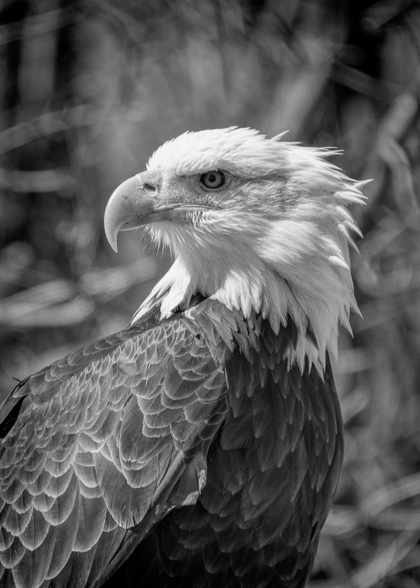 Spring Eagle by Alicia Plevell