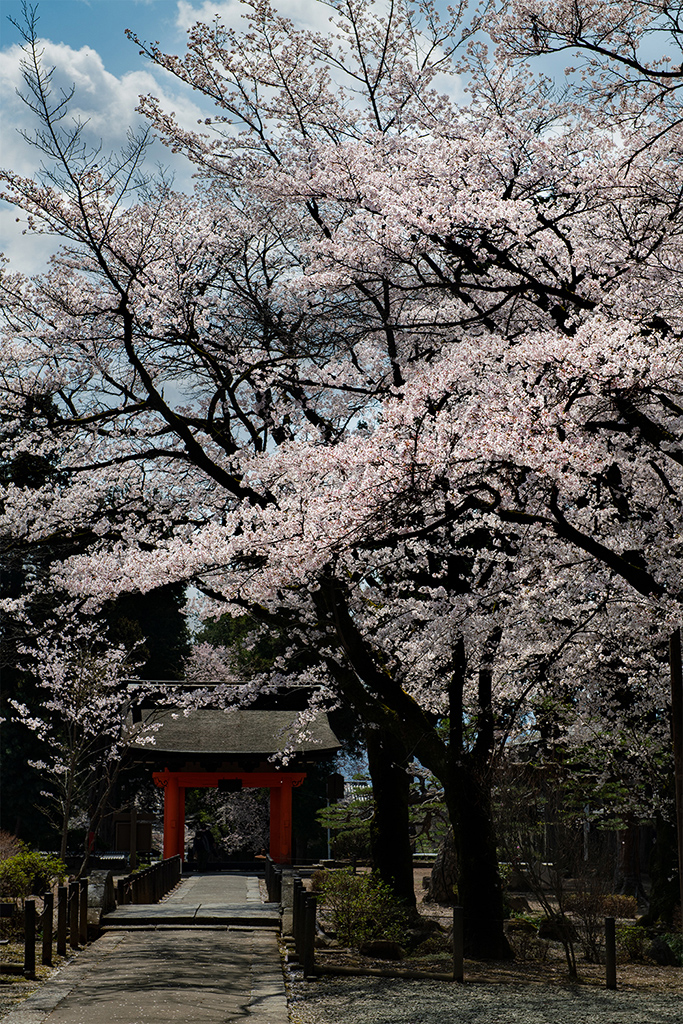 June 2020 - Haru Nagasaki