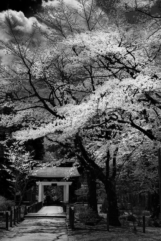 Full bloom by Haru Nagasaki