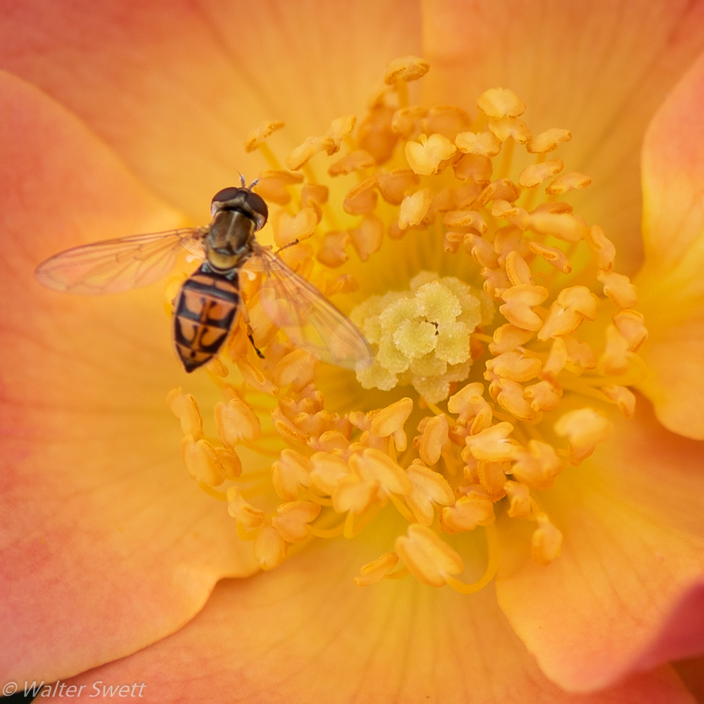Bee on a Wild Rose by Walter Swett