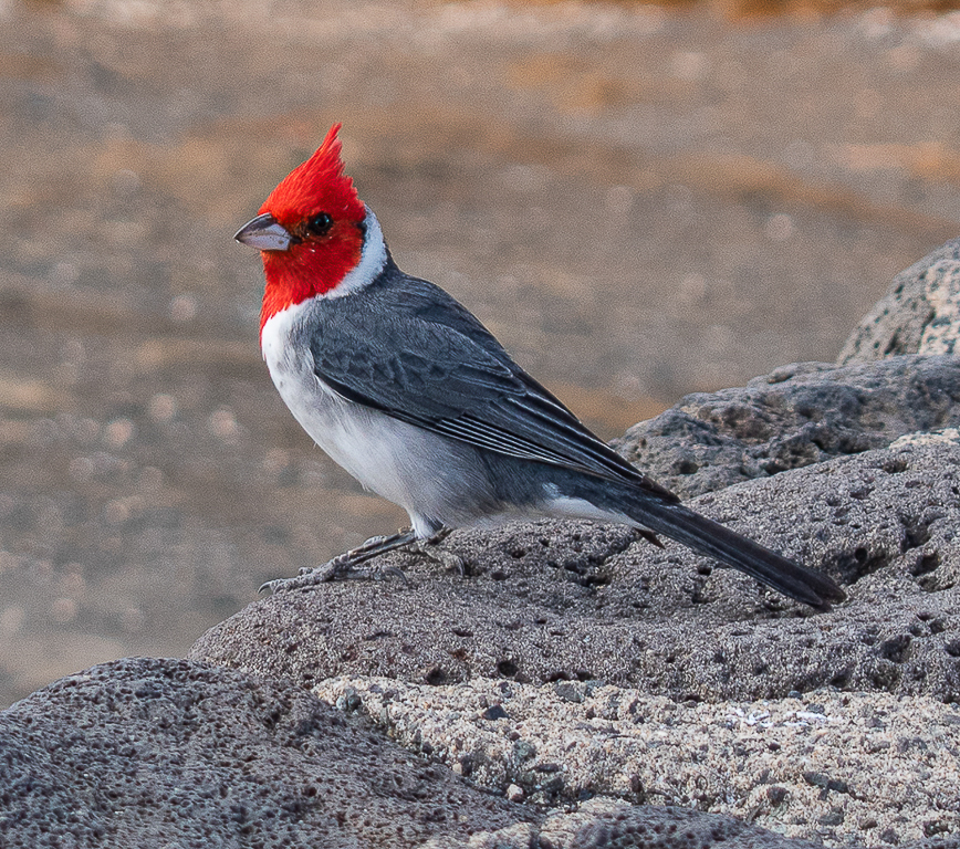 Red Crested Cardinal by Pauline Jaffe