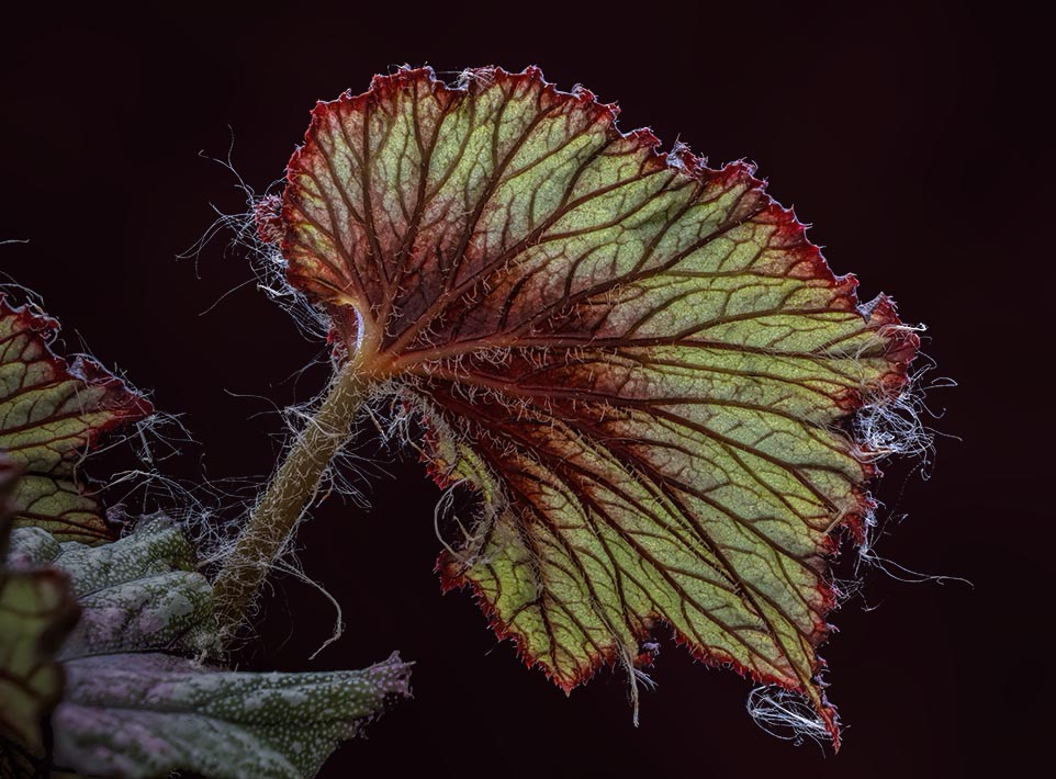 Leaf by Charles Ginsburgh