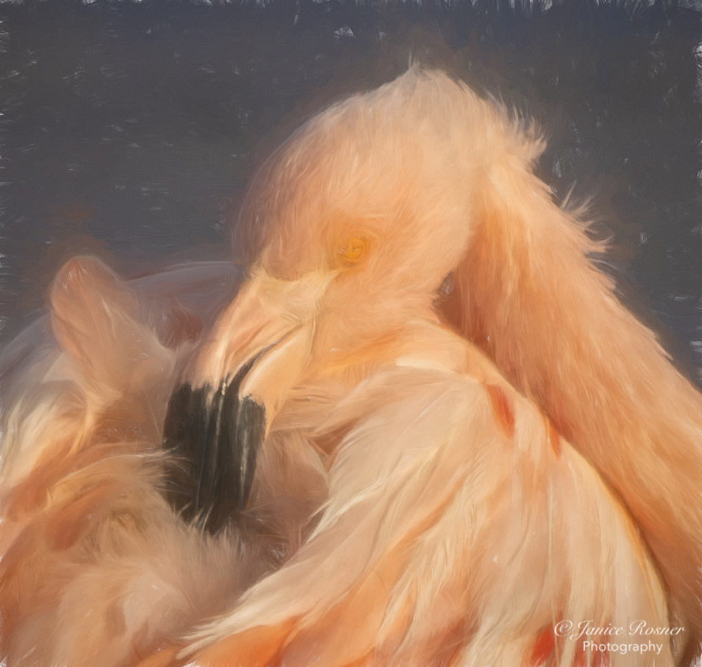Flamingo by Janice Rosner