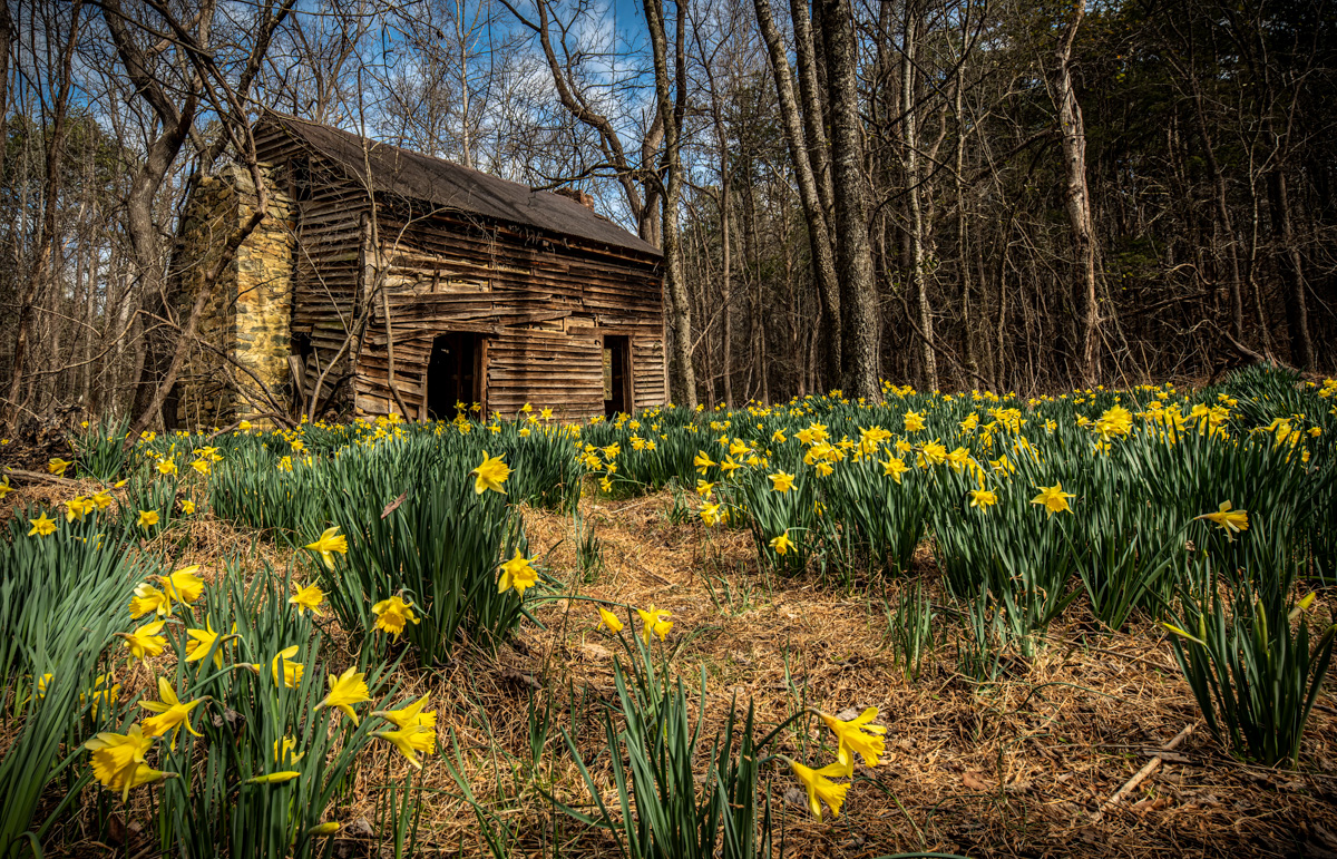 Daffodils and its history by Raymond Tice