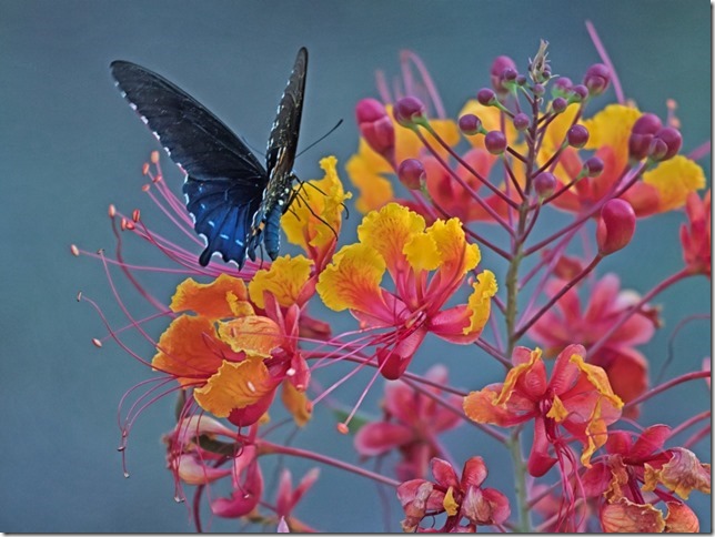 “Swallowtail on Bird of Paradise” by Thomas Bell