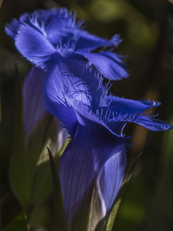 Fringed Gentian by Charlie Yang