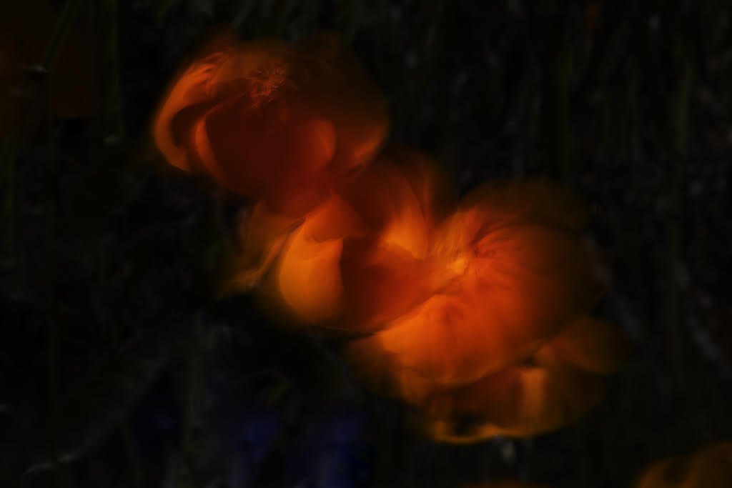 Wind Blur Poppies by Janice Rosner