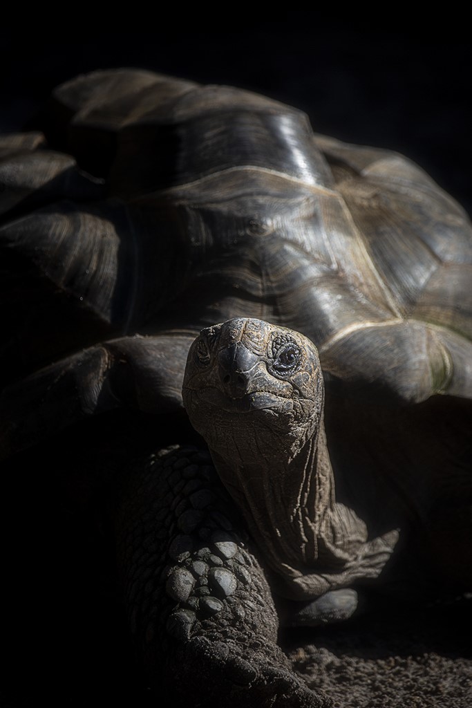 Aldabra Tortoise by Cyndy Doty