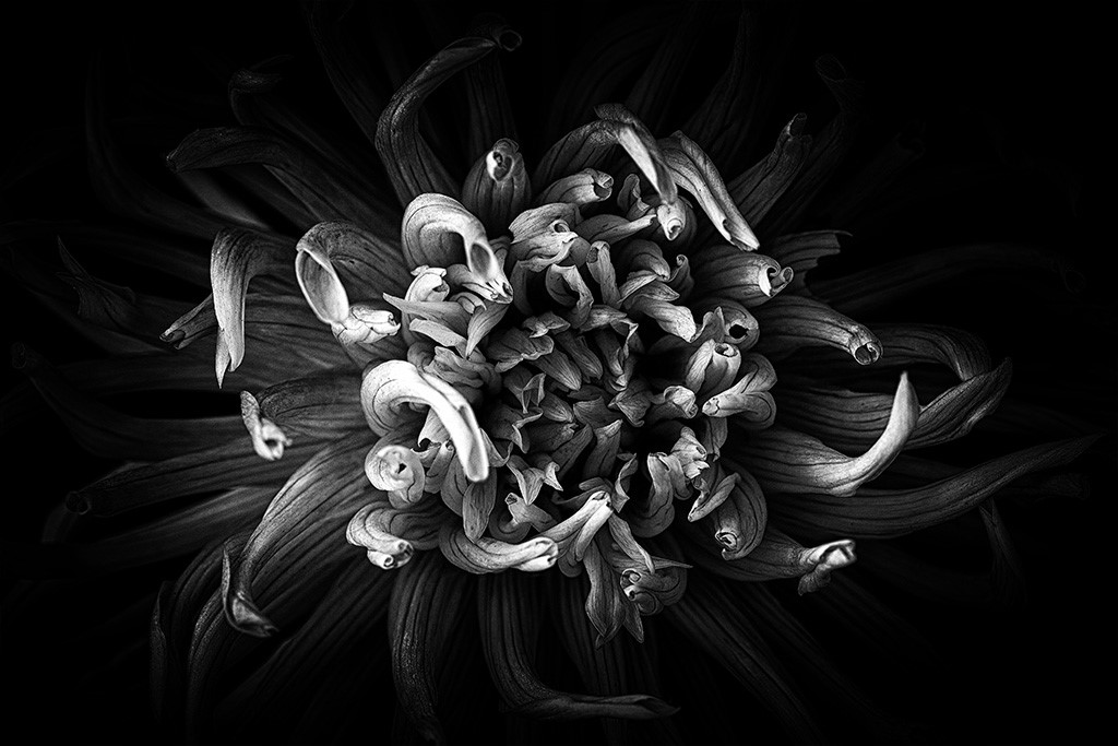 Dahlia in Black and White by Heidi Egerman