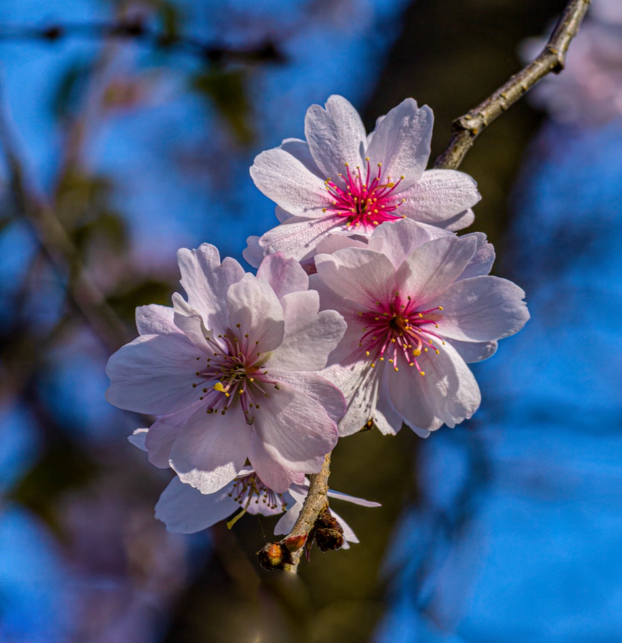 Cherry Blossoms. by Jay Joseph