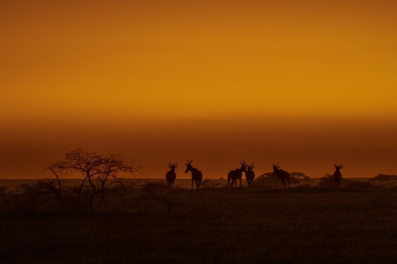 Sunset on the Serengeti. by Sanford Morse