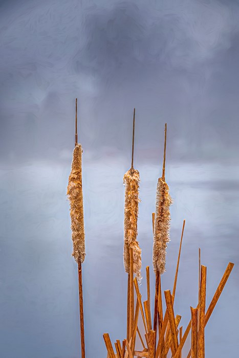 Cattails in Morning Fog by Trey Foerster