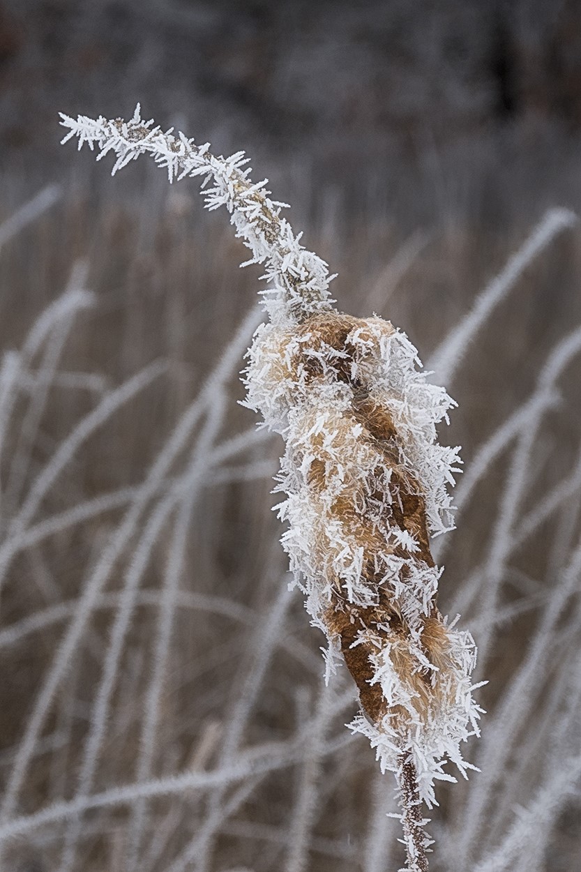 Skunk Lake Cattail by Trey Foerster