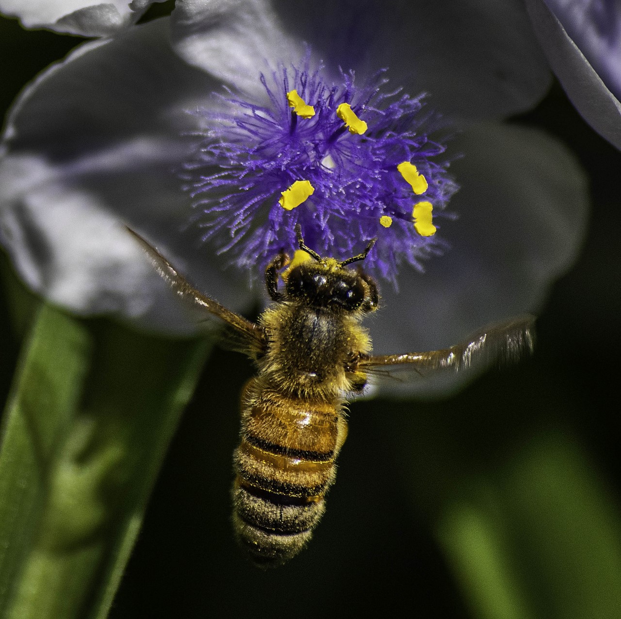 Bee and Flower by Jay Joseph