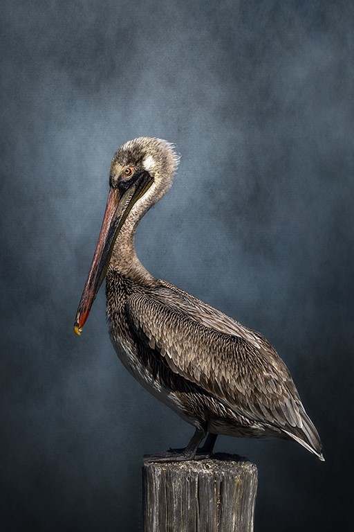 Pelican On A Piling by Cyndy Doty