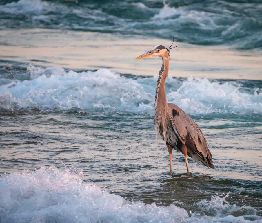 Blue Heron Fishing in the Niagara River during the Sunset by Pierre Williot