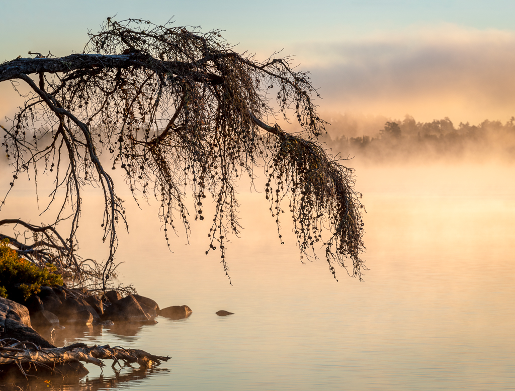 Minnesota Misty Morning by Cecilia Clark