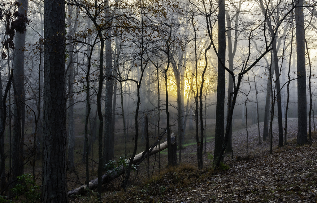 Mysterious Foggy Sunrise by Linda M Medine