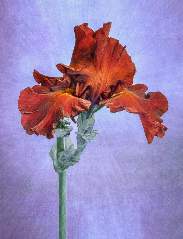 Red-orange Iris by Witta Priester