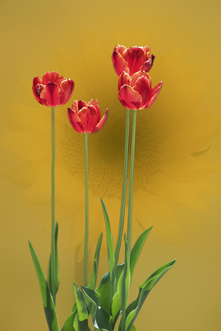Tulip Sunflower by Connie Reinhart