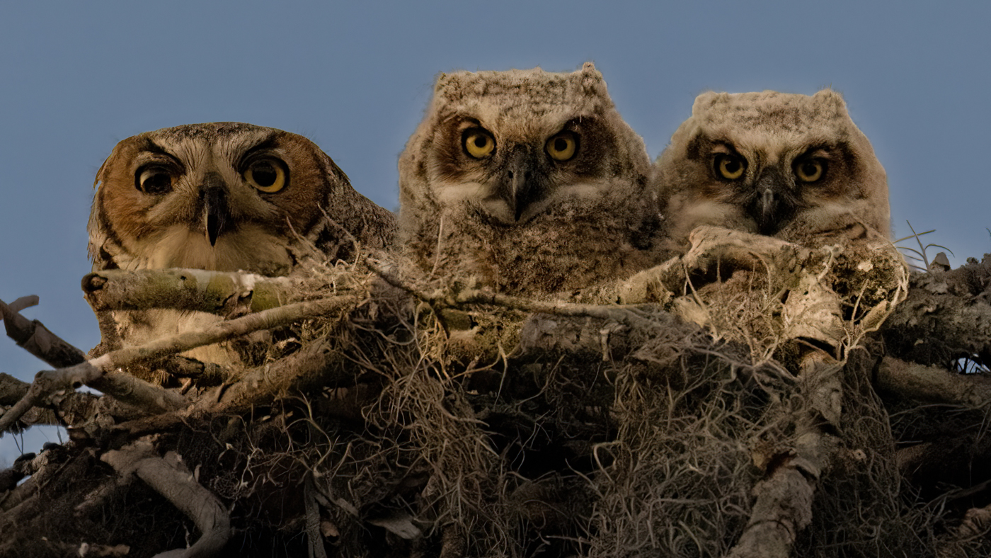 Great Horned Owl Family by Brenda Fishbaugh, QPSA