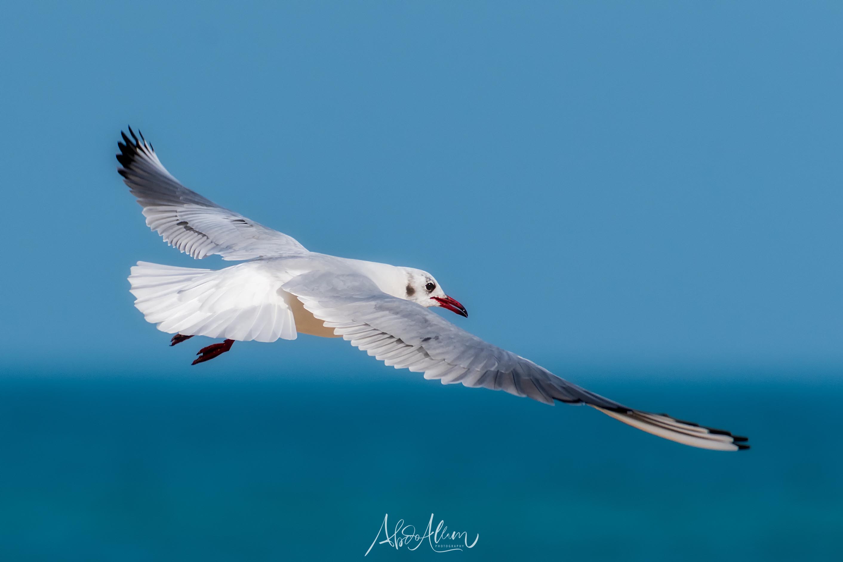 Seagull by Abdo Allam