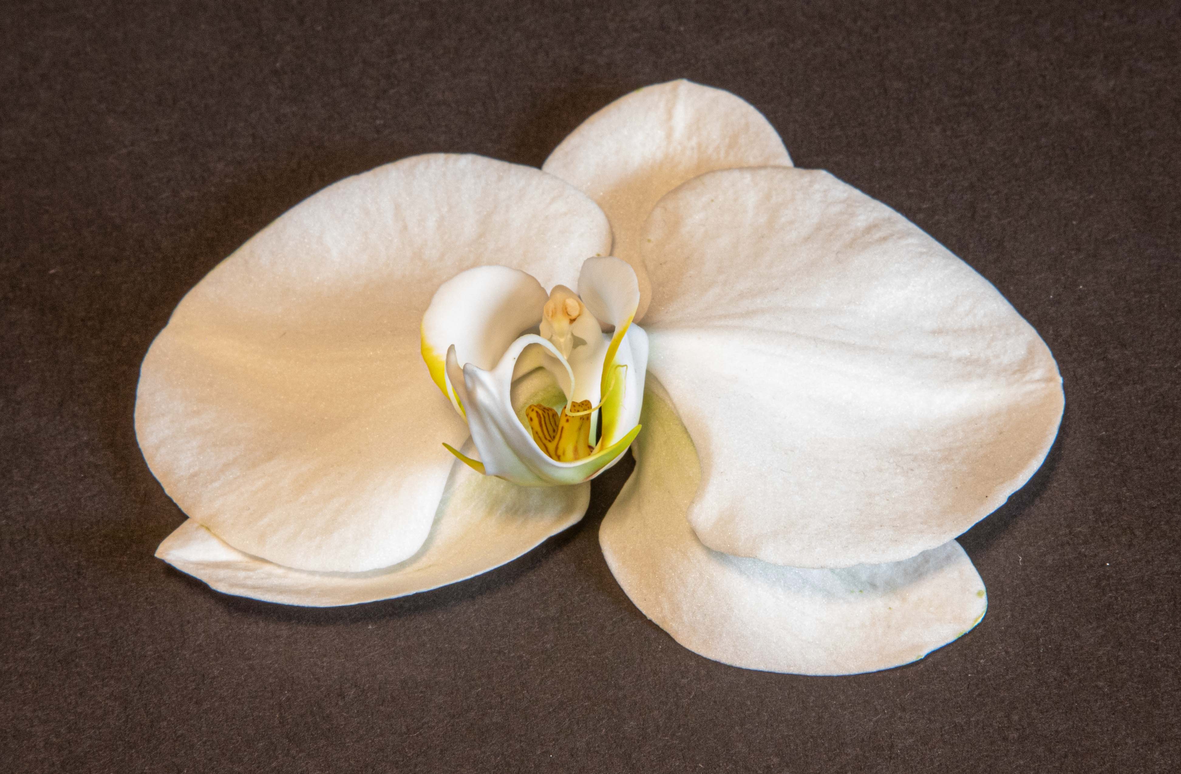 White Orchid by Sandra Irwin