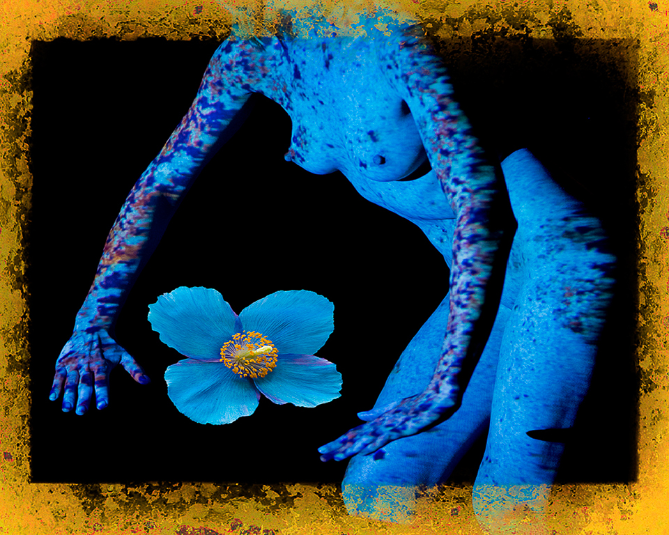 Creation of the Blue Poppy by Karl Leck