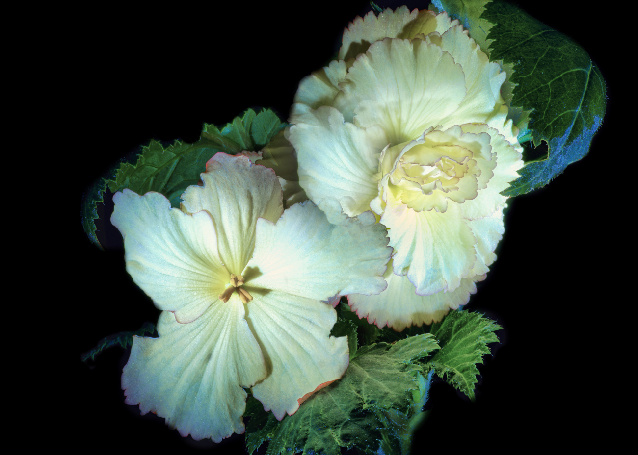 Beguiling Begonias by Rich James
