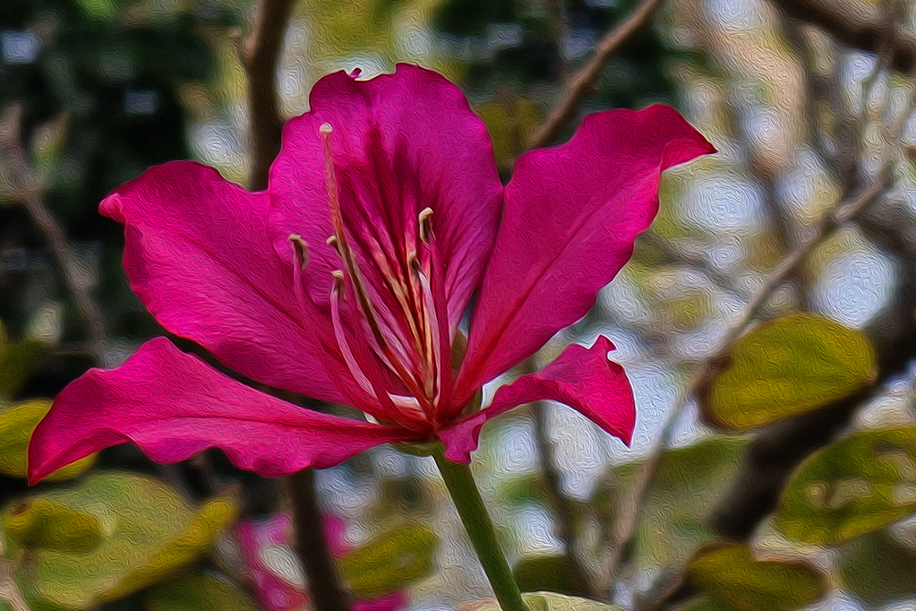 Bauhinia racemosa aka Mandaram (Floral 21) by Syed Shakhawat Kamal, QPSA