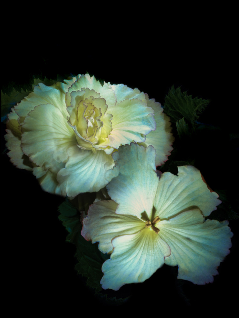 Comment Image