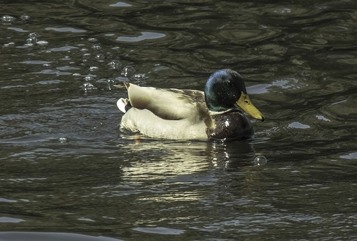 A Mallard, wild duck by Mr T