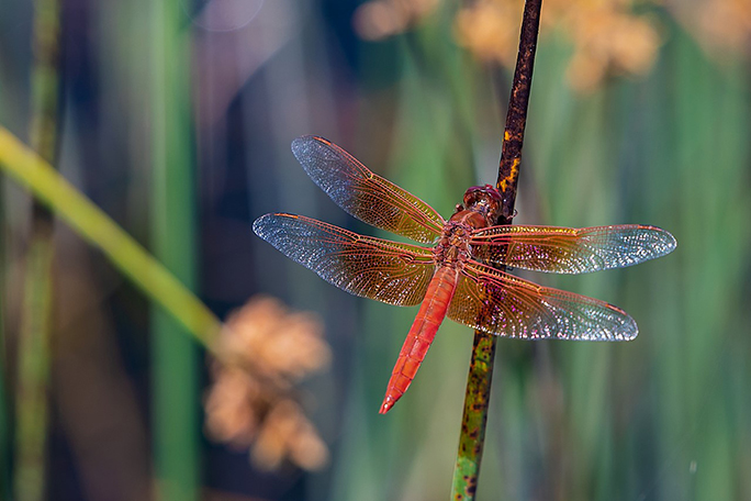 Red Dragonfly by Brent Doornbos