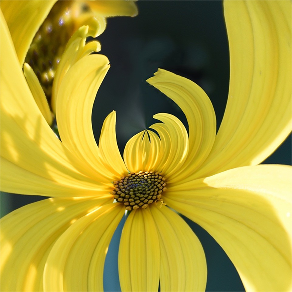 Sunflower dance by Janet McLaughlin