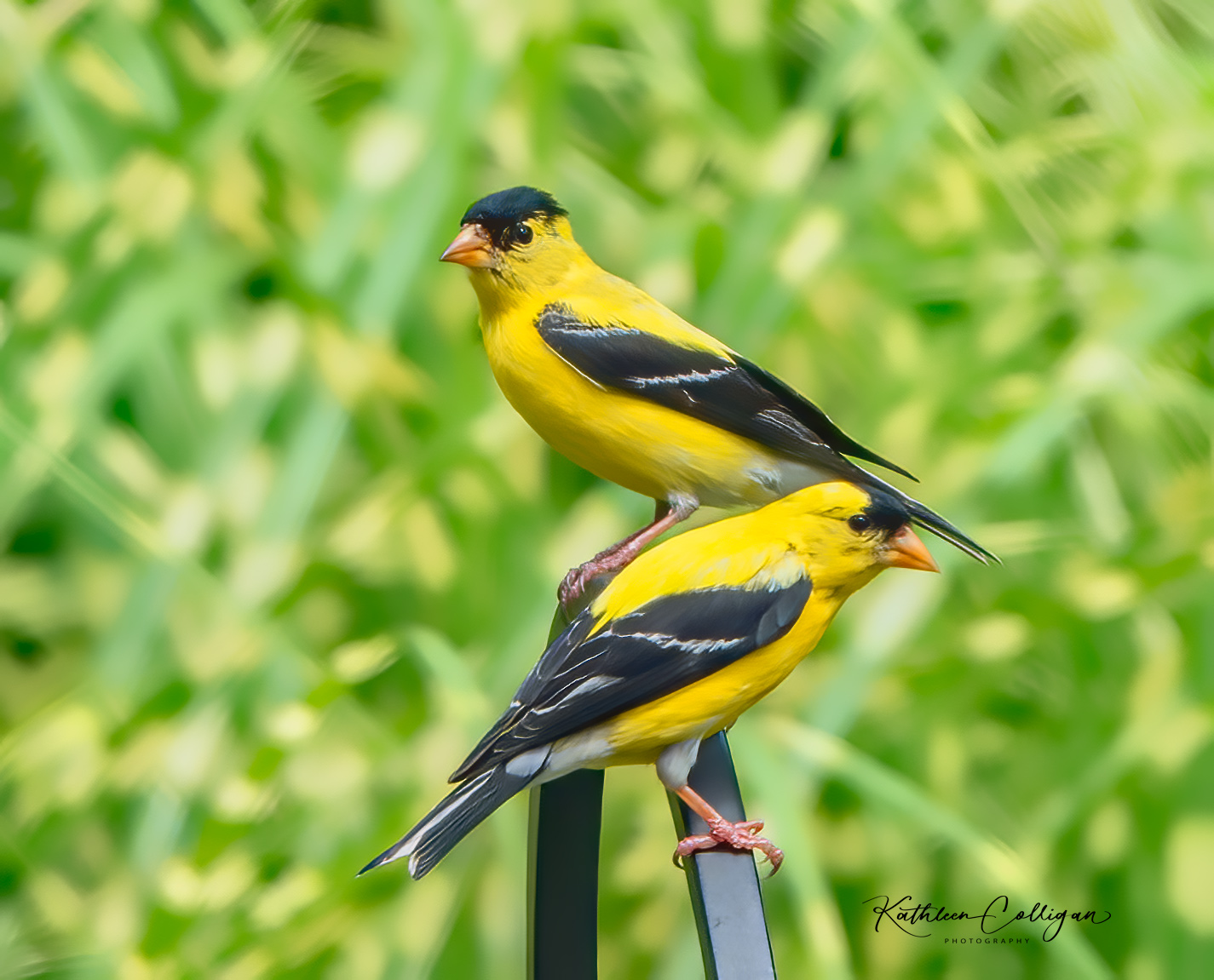 American Goldfinch Pair  by Kathleen Colligan