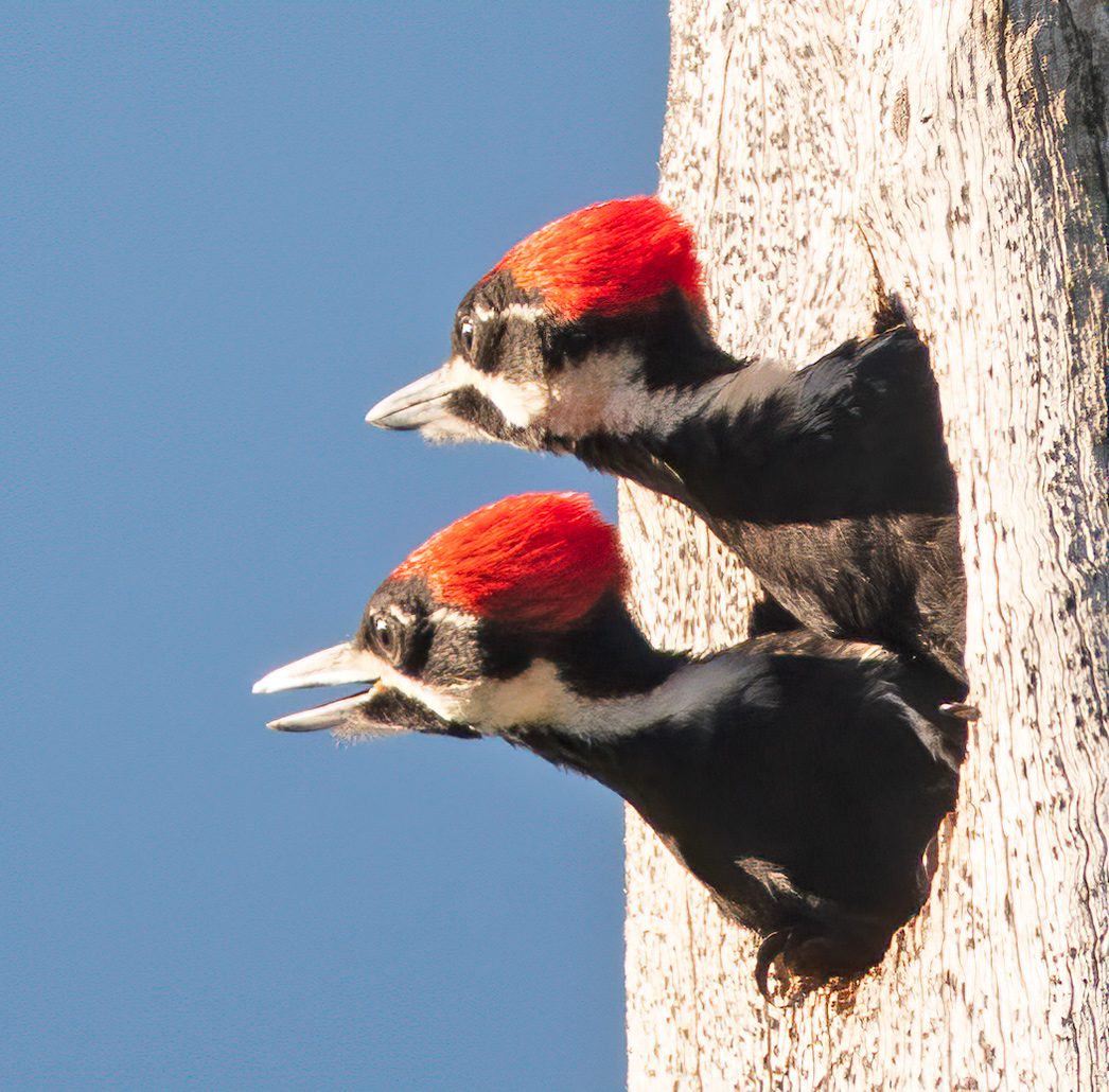 Woodpecker by Kathleen Colligan