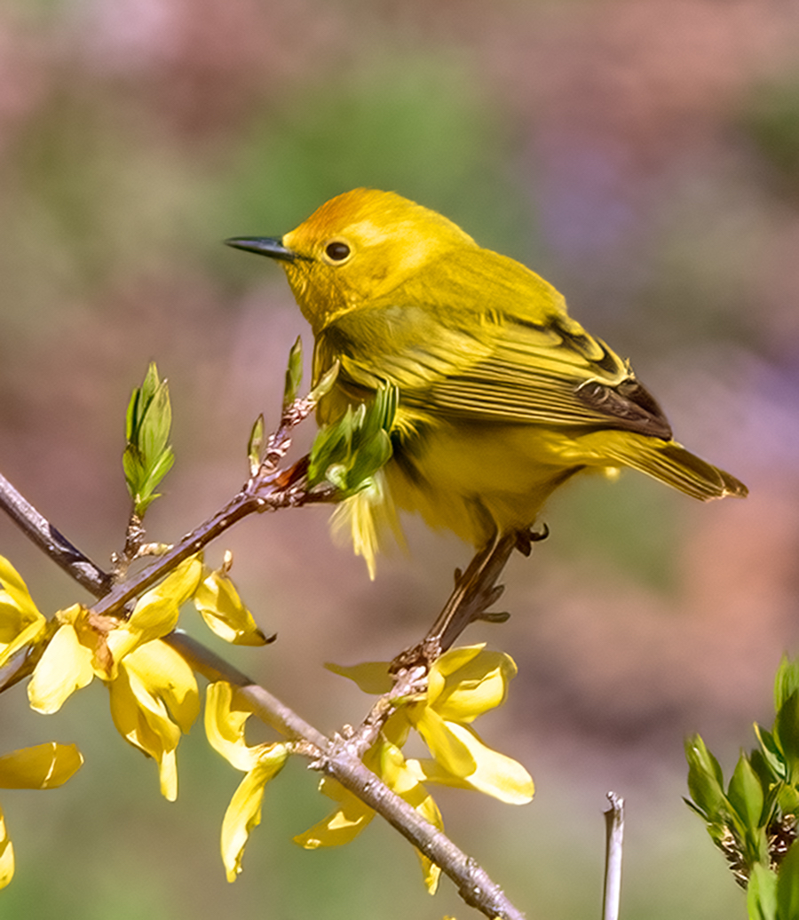 Yellow Warbler by Kathleen Colligan