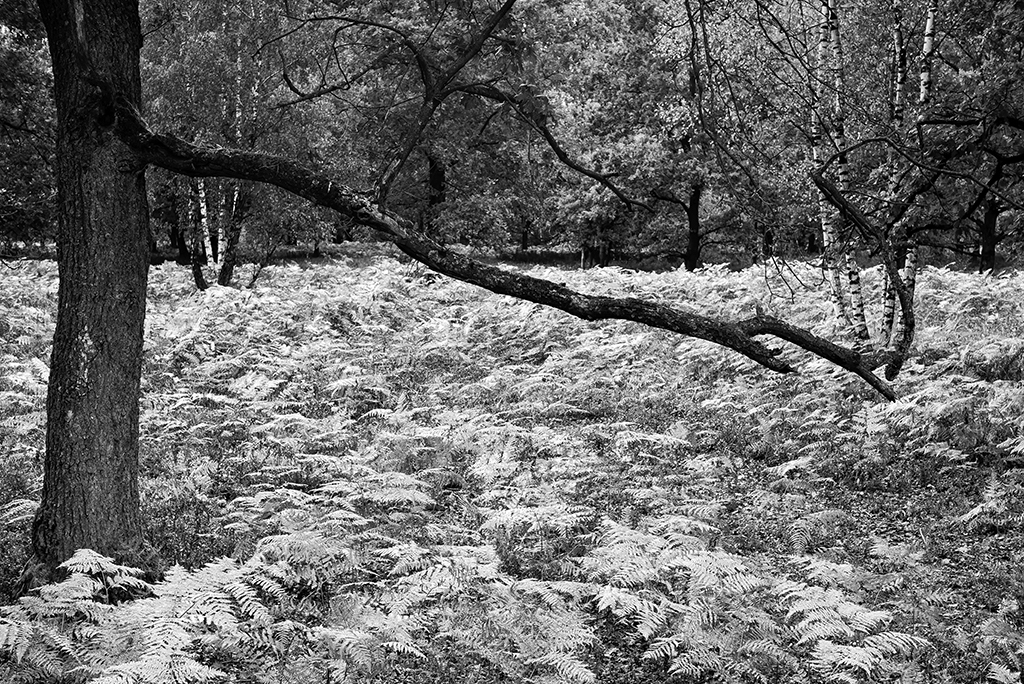 Lueneburger Heide Ferns by Dirk-Olaf Leimann, PPSA
